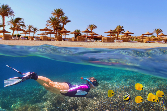 Taucherin unter Wasser, gelbe Fische, Blick &uuml;ber die Wasseroberkante